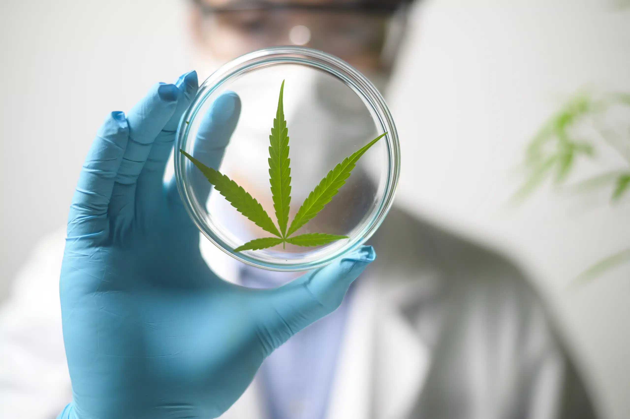 Rheumatoid Arthritis (RA) and Medical Cannabis