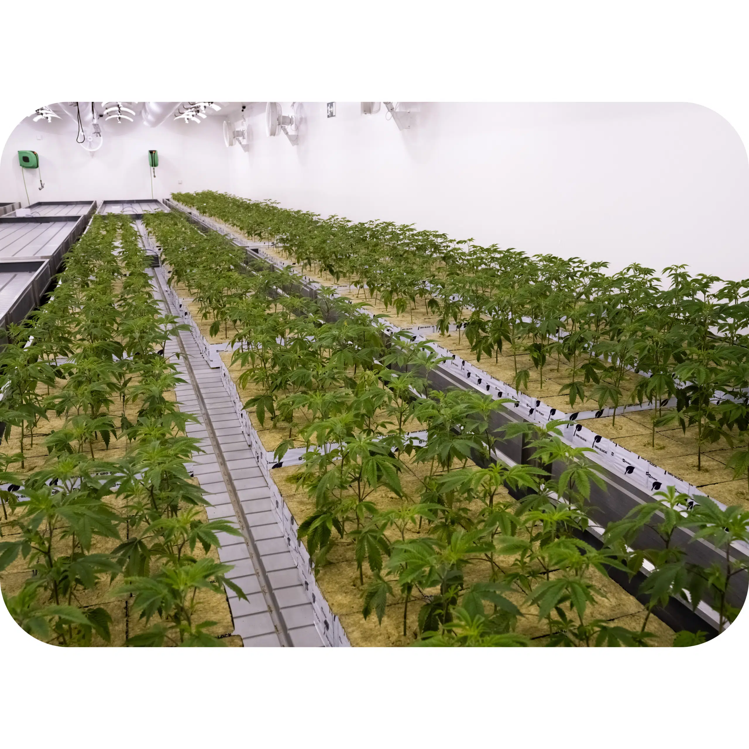 Vegetative Room